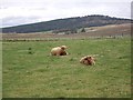 Highland cattle near Corriechullie