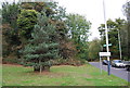 Tree by the junction of Langton Rd & Rusthall Rd