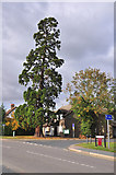 TL1466 : Redwood Tree - Perry by Mick Lobb