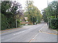 Autumn in Airlie Road