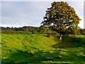 Cudworth Moat