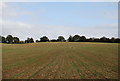Arable field, Chafford Park