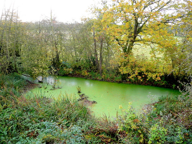 Stagnant pond by the A438 © Jonathan Billinger cc-by-sa/2.0 :: Geograph