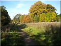 Autumn Colours on Clyde Walkway