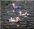 Mandarin ducks