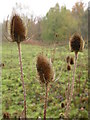 Teasels at Ben Rhydding