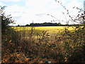 View across stubble north of The Avenues