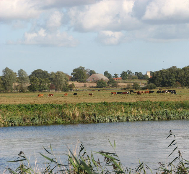Cattle grazing by the River Yare