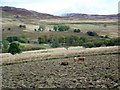 Pigs in Glen Quaich