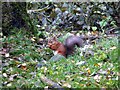 NZ0284 : Red squirrel, West Wood, Wallington by Andrew Curtis