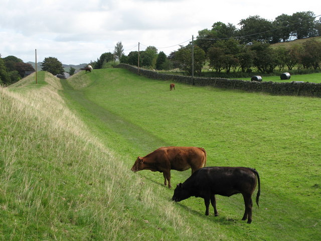 Cattle grazing in the north defensive ditch of Hadrian's Wall east of Gilsland