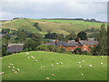 Sheep grazing pastures near Gilsland