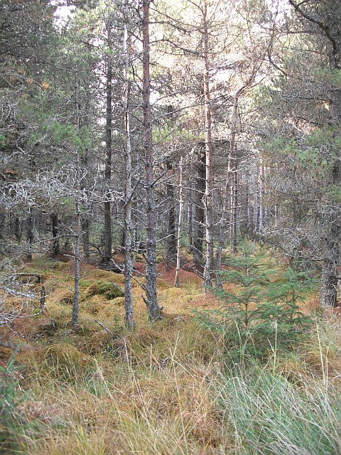 Pine wood, Strathmashie Forest