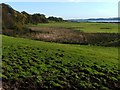 Fields near Westerhill Farm