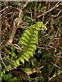 Unseasonal fern, Higher Knowle