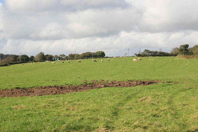 Sheep graze near the electric sub station