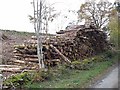 Roadside logpile