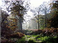 Sun through the rain in a forest clearing