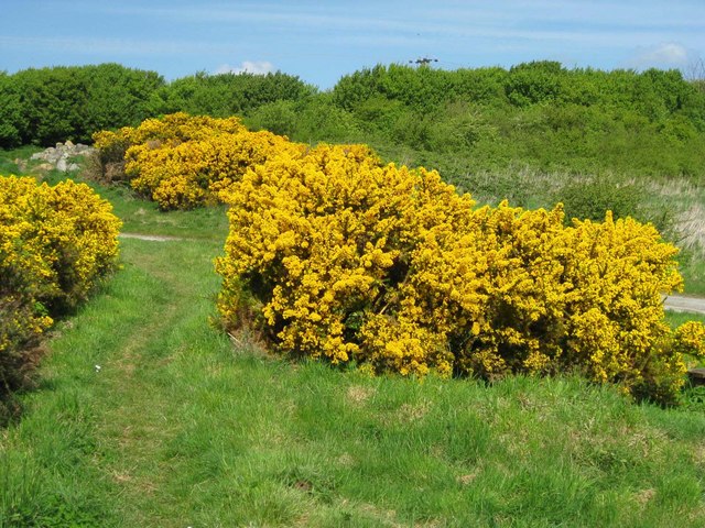 Gorse bushes at Llyn Alaw at the Bod Deiniol end