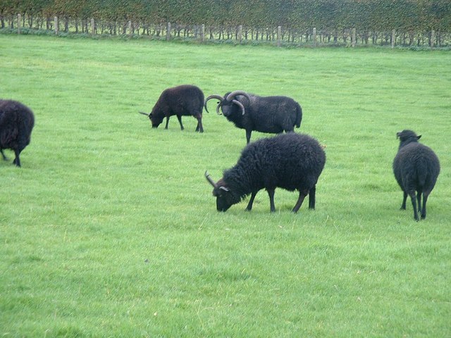 Hebridean Sheep In Northumberland © Barry Boxer Geograph Britain And Ireland 3809