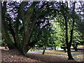 Trees in Cwmdonkin Park