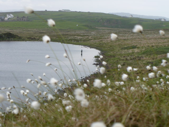 Cottongrass and Fishing Loch nan Gillean Islay