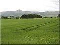 Barley field by Auchtermuchty