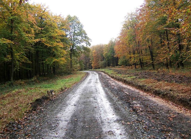 Forestry road in Wyre Forest
