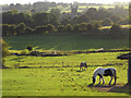 Pastures, Withington