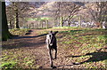 NS9297 : Midge enjoying a walk at the 'Bunny Hill', Tillicoultry. by John Chroston