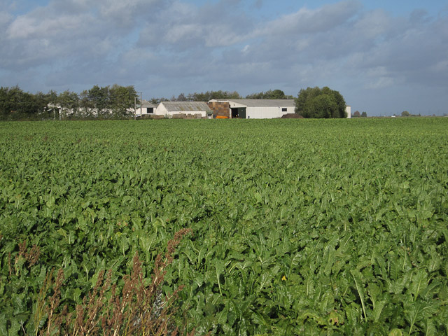 Sugar beet field by Wades Farm
