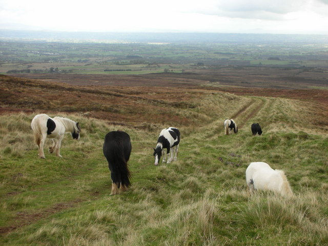 Carntogher. Horses grazing