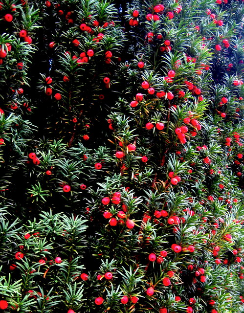 Berries of the Yew tree - Martock