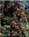 ST4619 : Berries of the Yew tree - Martock by Sarah Smith