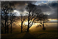 Trees adjacent to Clackmannan Tower.