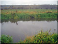 Flat farmland near the Trent & Mersey Canal