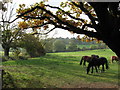 From Bird Lane looking West