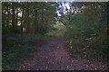 Path into Bossenden Wood