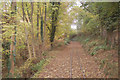 Rails through the leaves