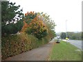 Hedge on Sowton Industrial Estate