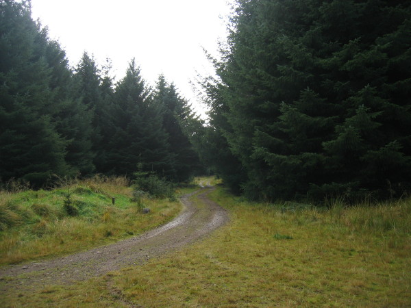 Forest track and bridleway