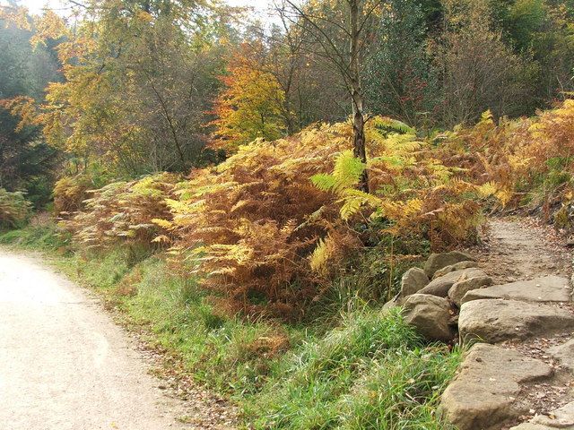 Autumn ferns in Dalby Forest