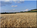 Farmland, Marten