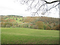 Trees round lake at Maesmawr Hall