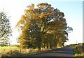 Trees by Sugarswell Lane