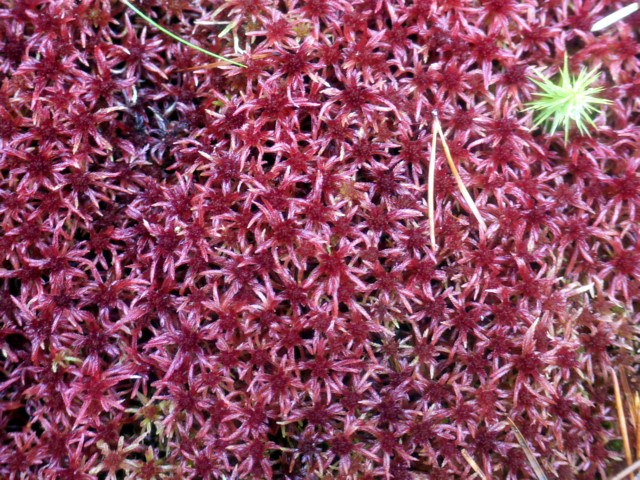 Red bog-moss (Sphagnum capillifolium) (C) Andrew Curtis :: Geograph ...