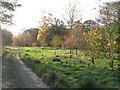 Young woodland, Broughton Place