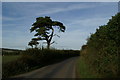 Landmark pine to the east of Trimworth Manor