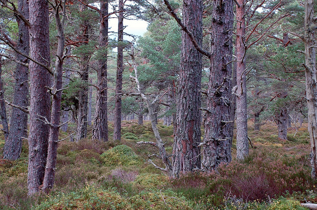 In Rothiemurchus forest © Jim Barton cc-by-sa/2.0 :: Geograph Britain ...