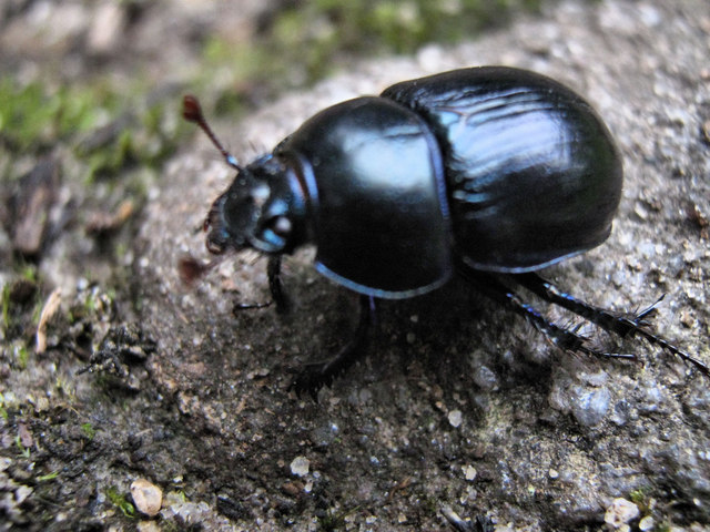 Lousy Watchman Beetle © Jonathan Kington :: Geograph Britain and Ireland